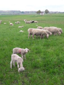 Schafe auf grüner Wiese