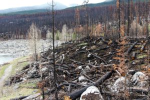 zertörter Wald nach Waldbrand