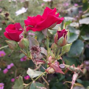 blühende Rose mit verblühter Blüte
