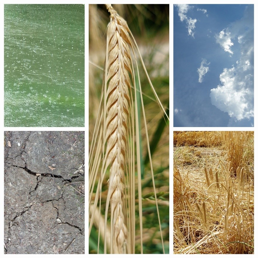 Getreide Regen trockene Erde
