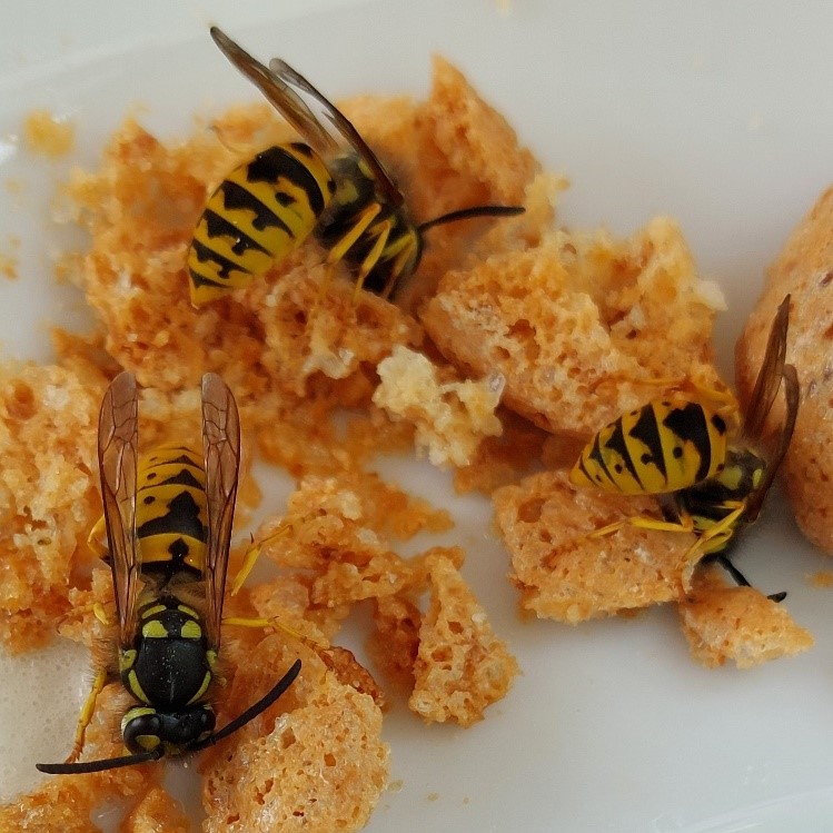 Wespen auf Keksen