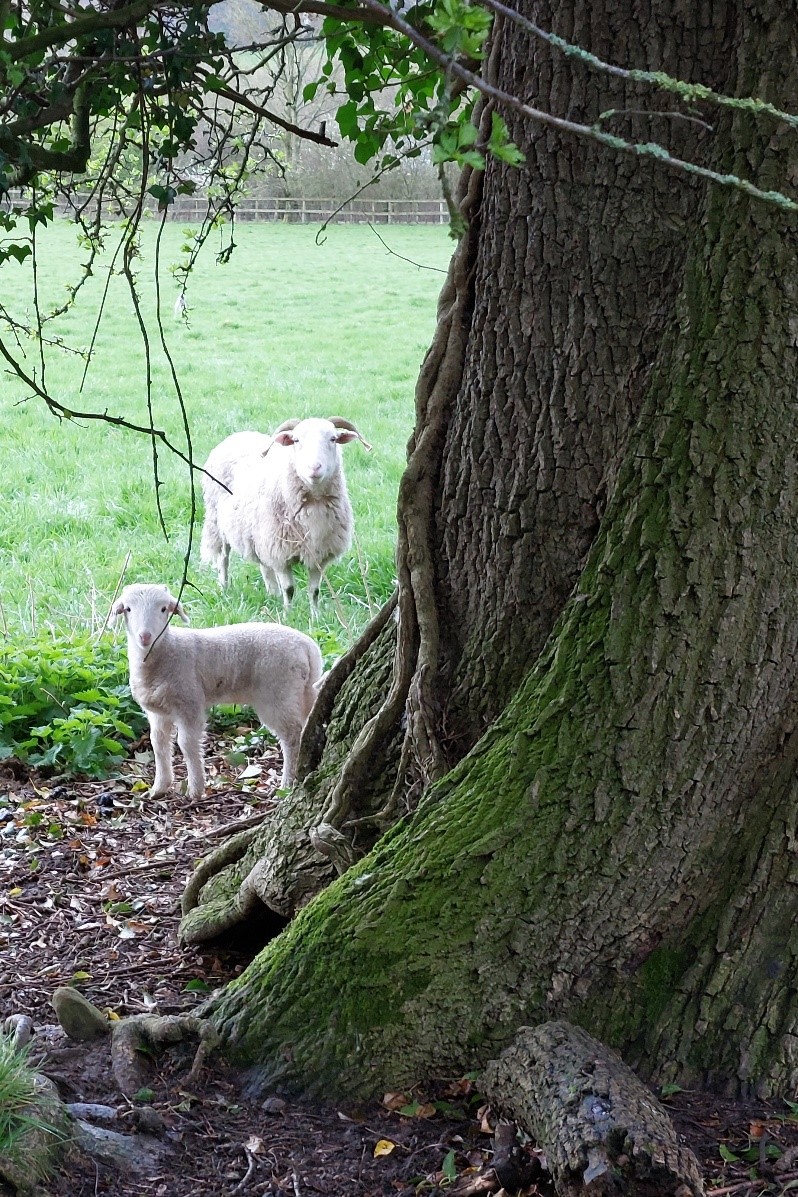Schafe unterm Baum