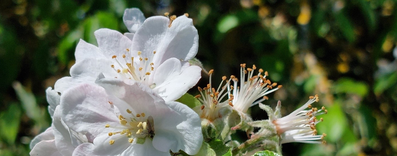 Apfelblüte Nahaufnahme