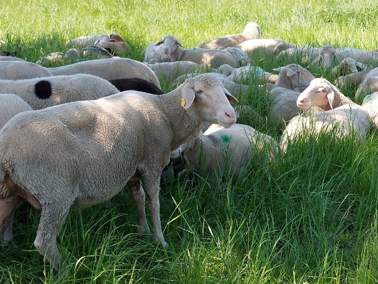 Schafe in hohem Gras