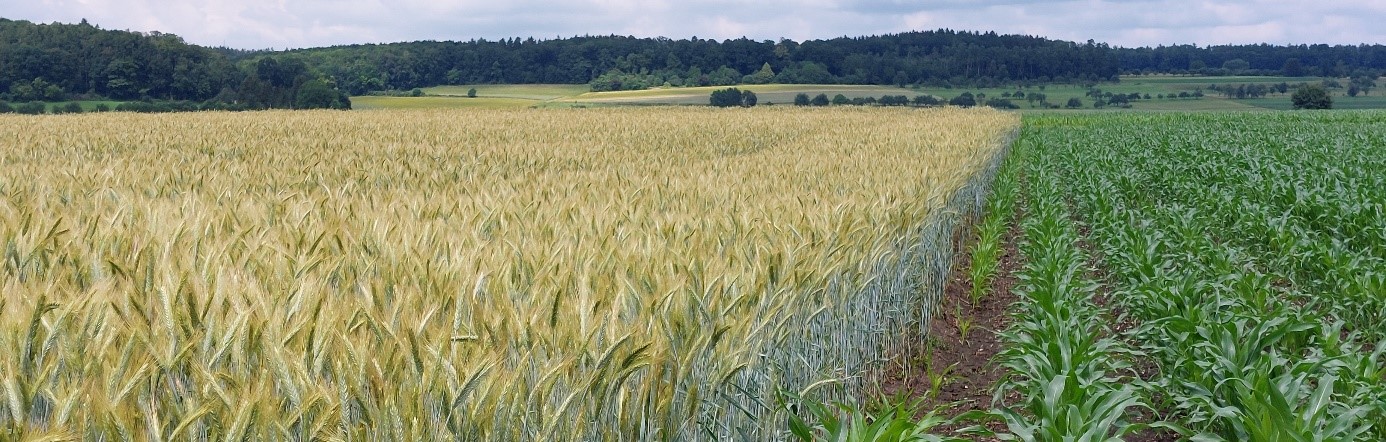 Weizen und Maisfeld