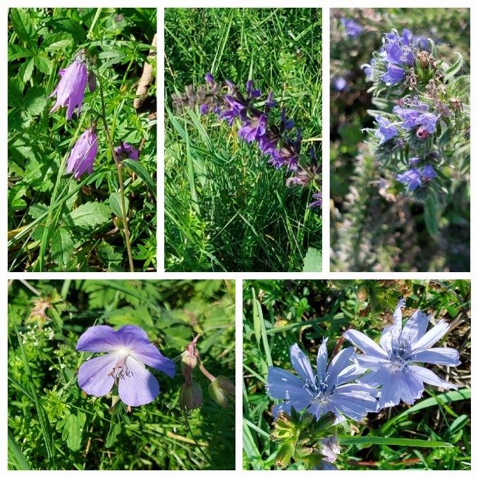 Collage blau blühende Blumen