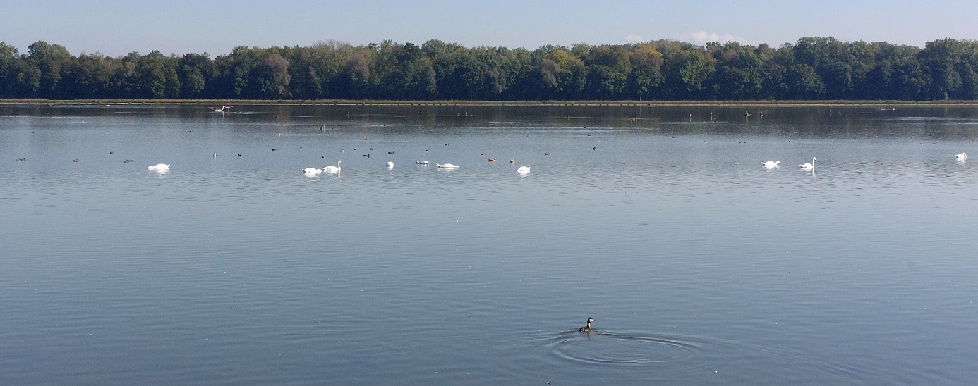 Donau-Stausee Faimingen