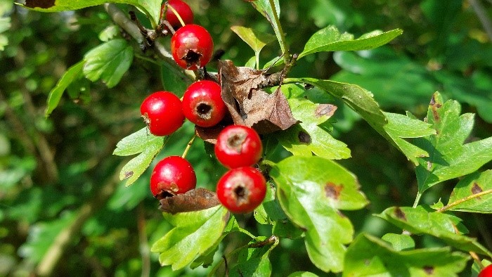 rote Weißdornfrüchte