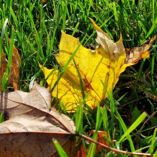 Ahornblätter im Gras