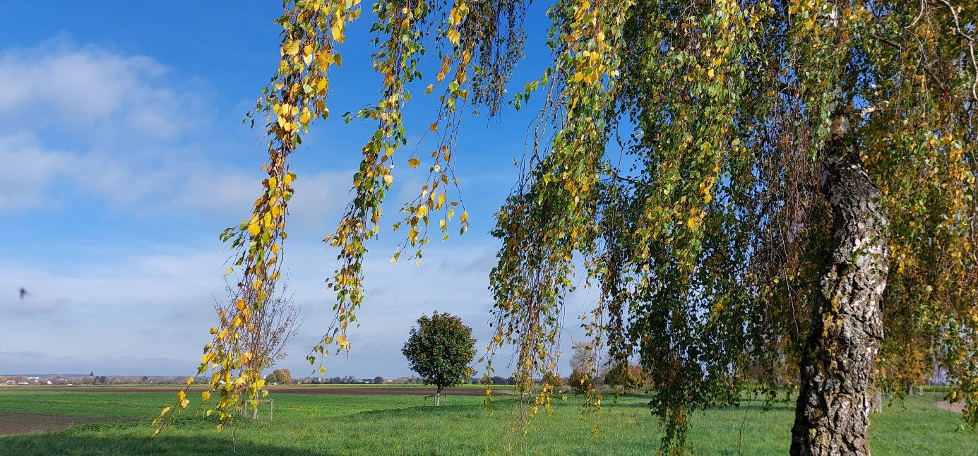 Birke im Wind