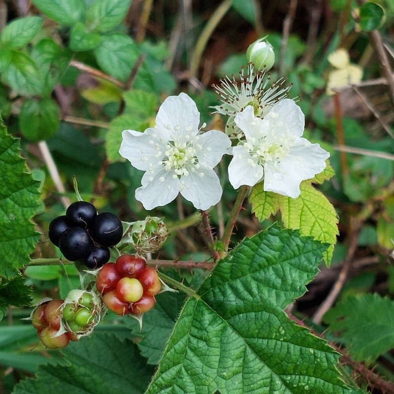 Brombeeren im Wald