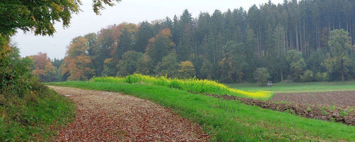 Feldweg mit Blick auf Felder und Wald