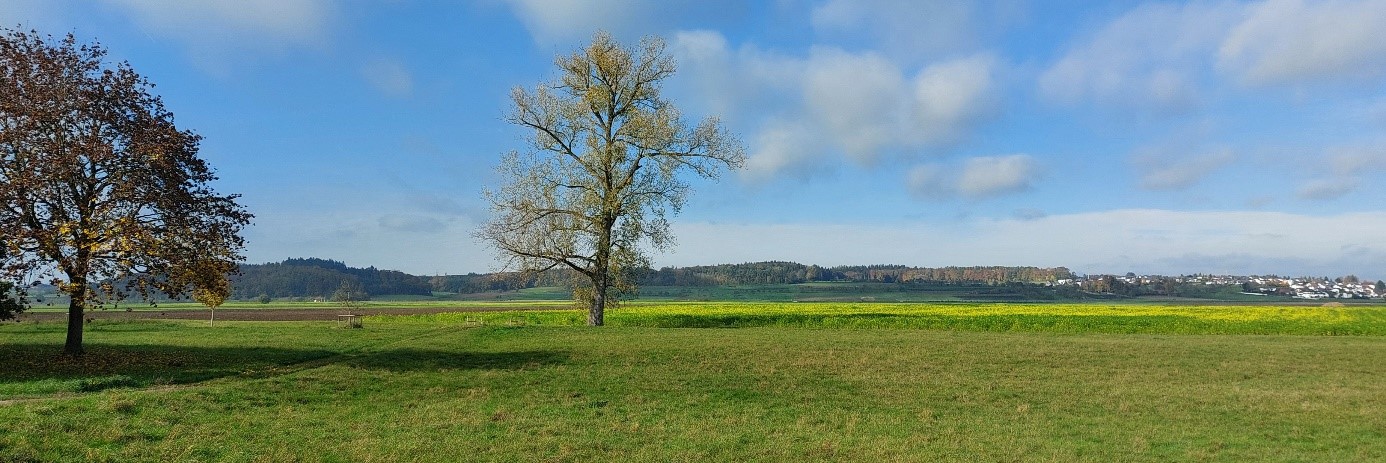 Linde auf Feld