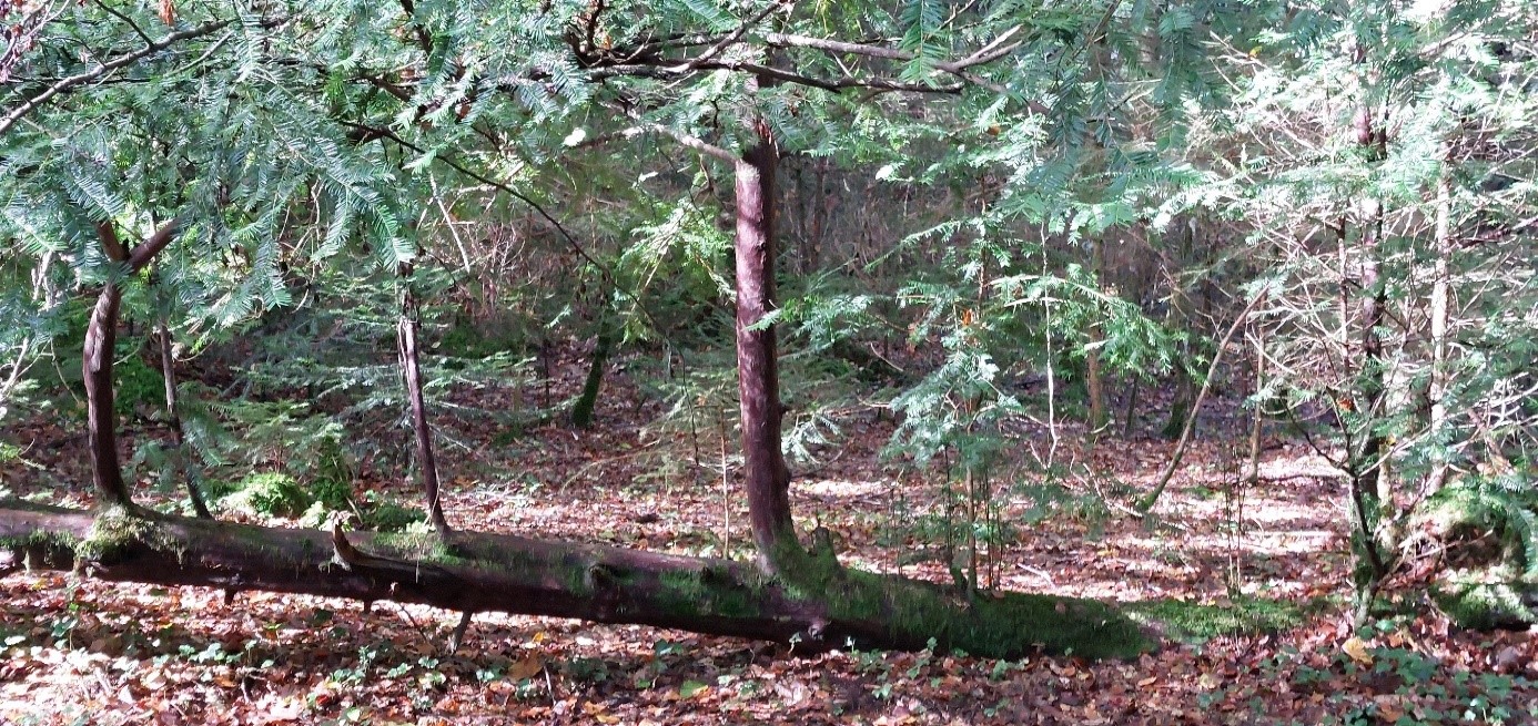 Wald umgefallener Baum