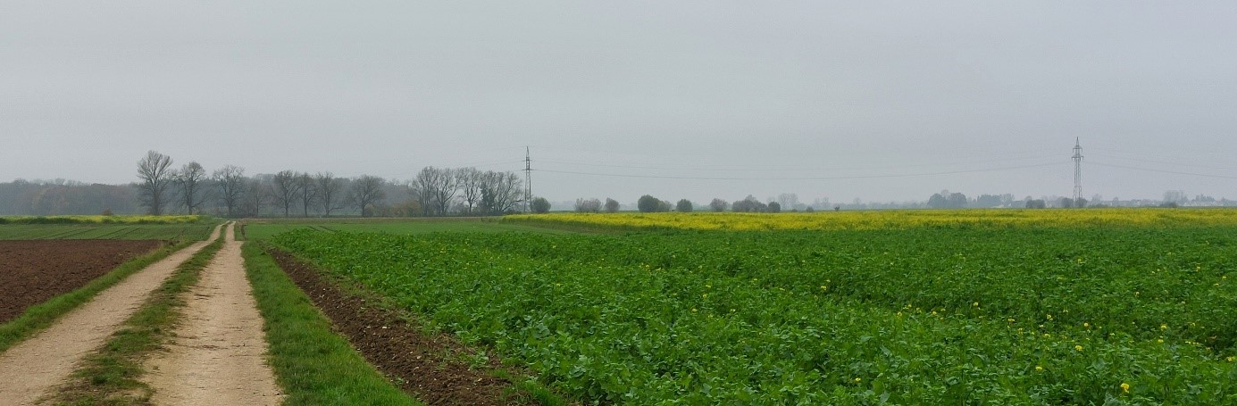 Feldweg mit Raps