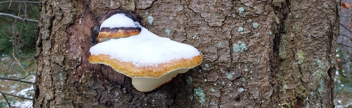 Feuerschwamm am Baum schneebedeckt