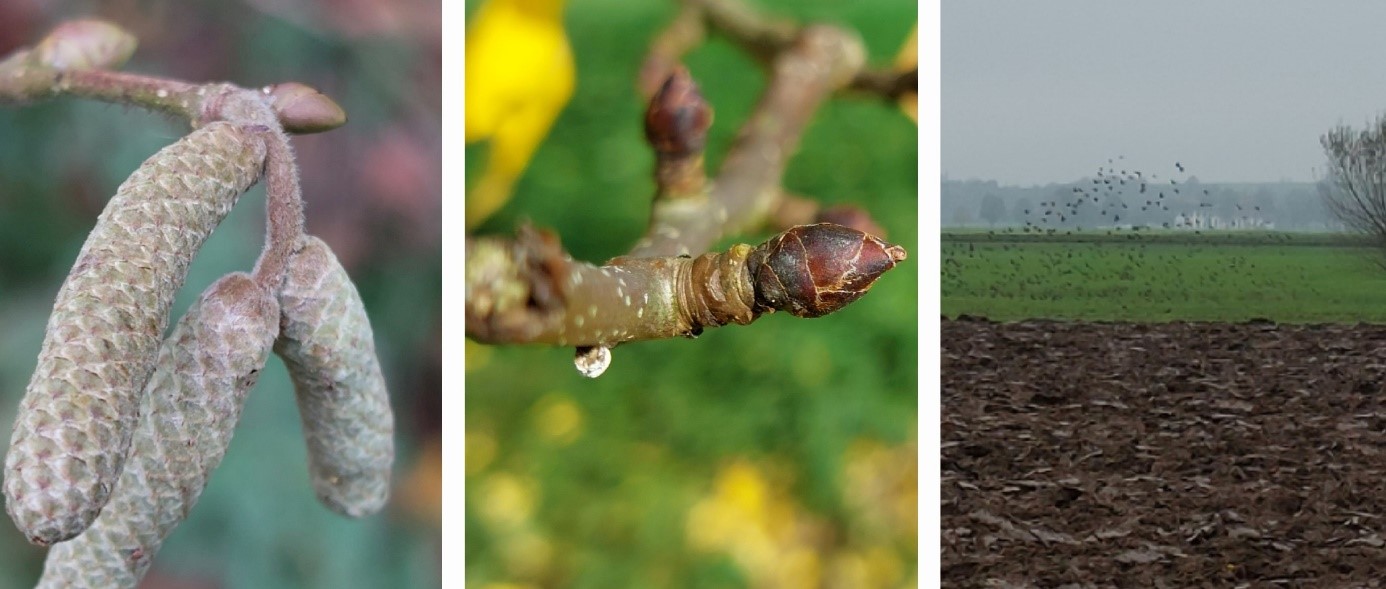 Collage erste Knospen Herbst