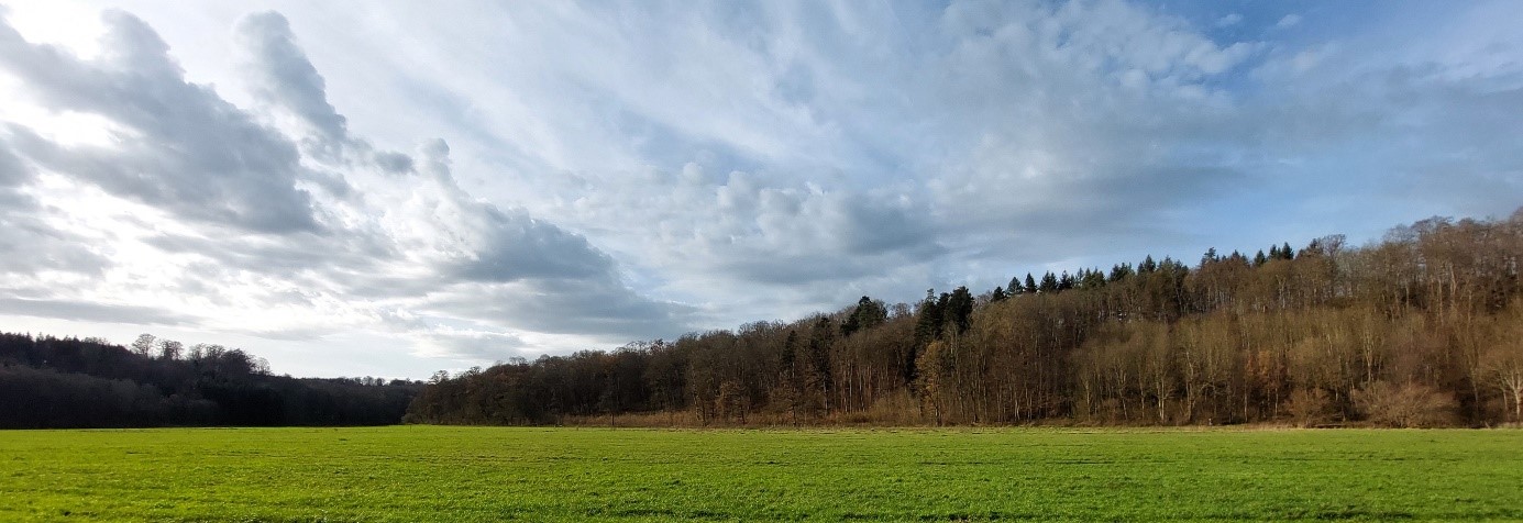 grünes Feld mit Blick auf Herbstwald