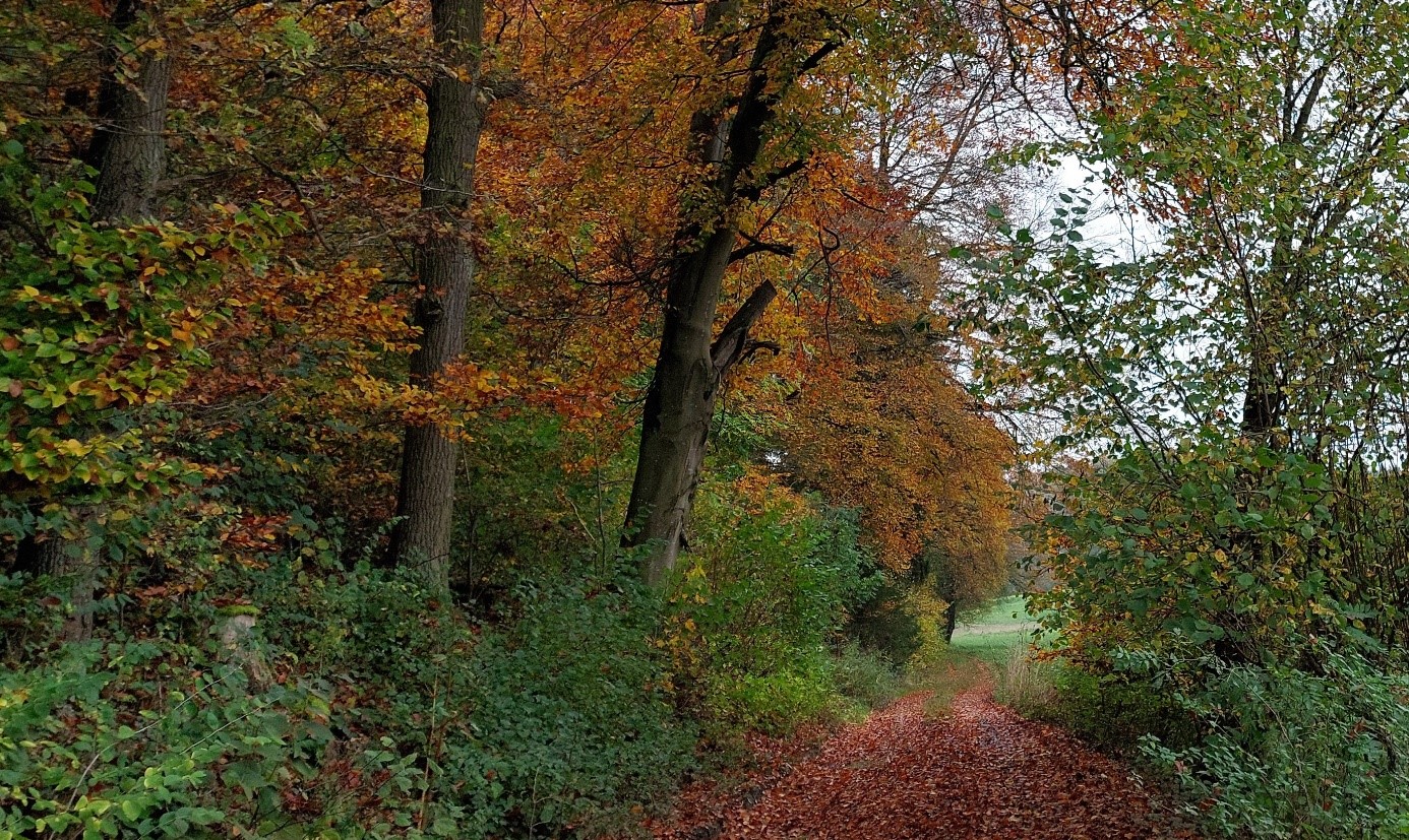 herbstlicher Wald