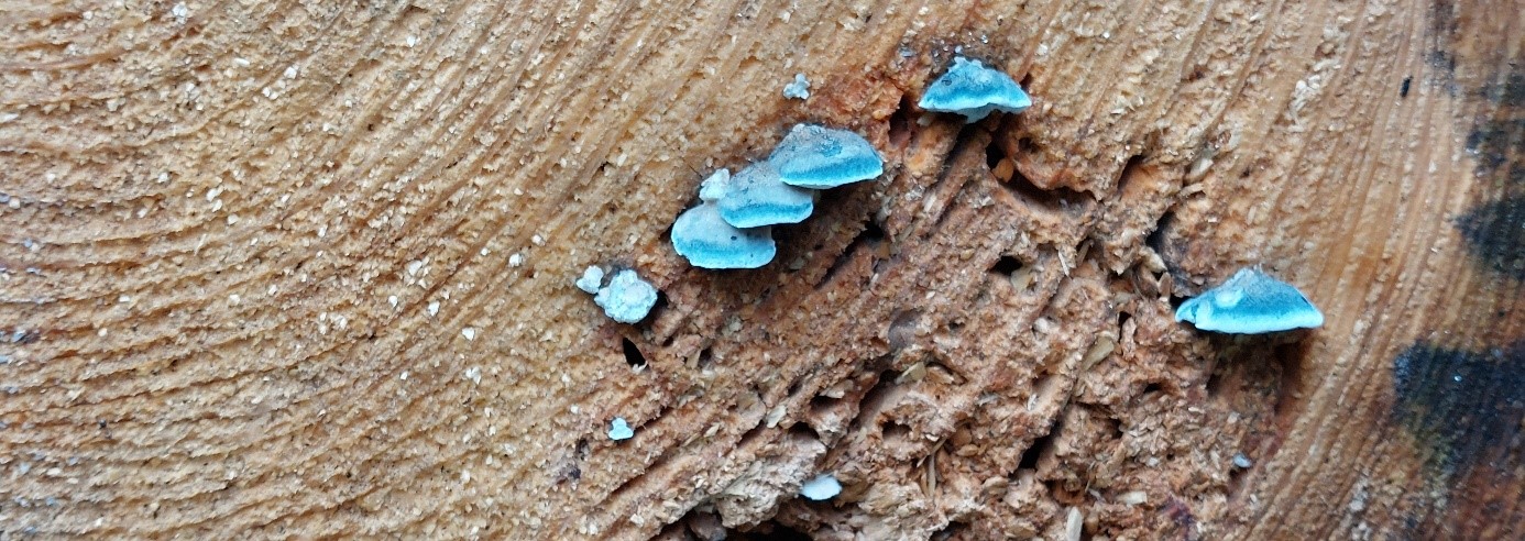 blaue Pilz am Baumstamm