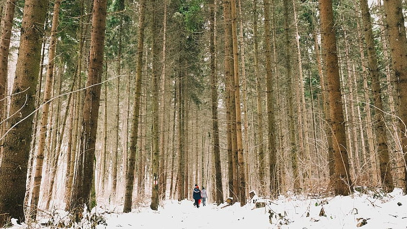 Kinder Wald Abenteuer Schnee