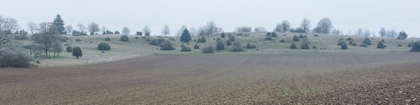 Tal mit Feld und Bäumen