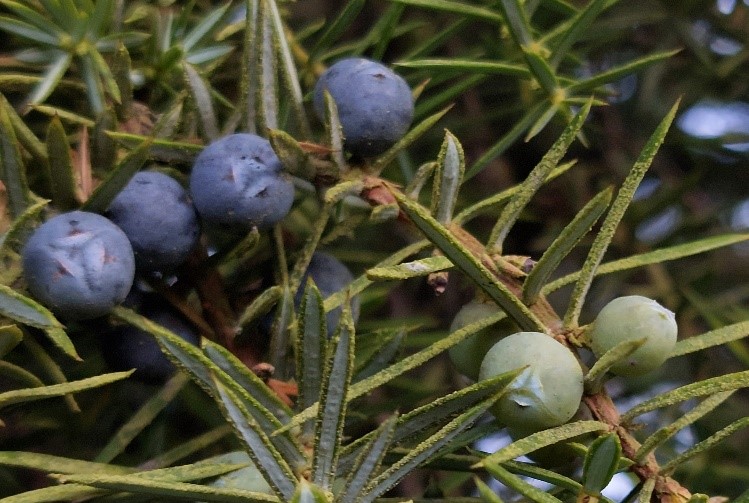 Wacholderbeeren blau und grün