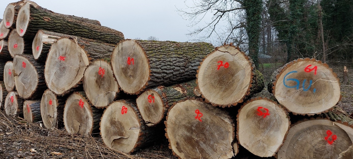 gefällte Baumstämme mit Markierungen