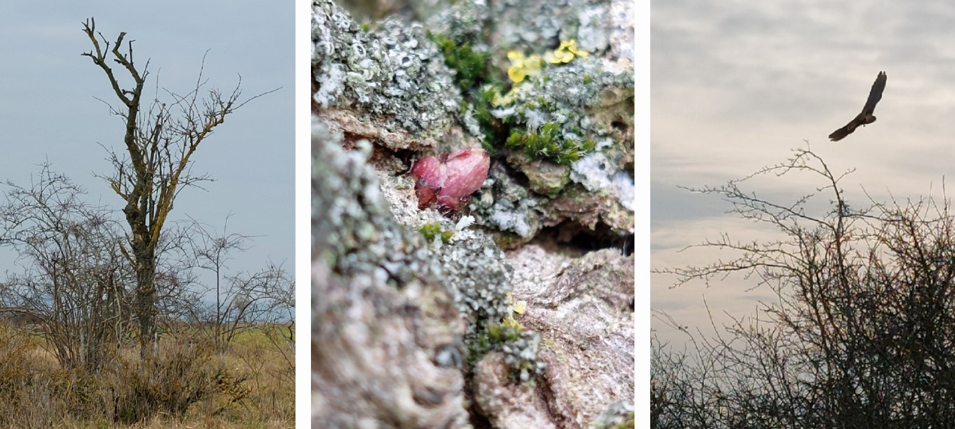 Collage Baum Blattknospe Mäusebussard