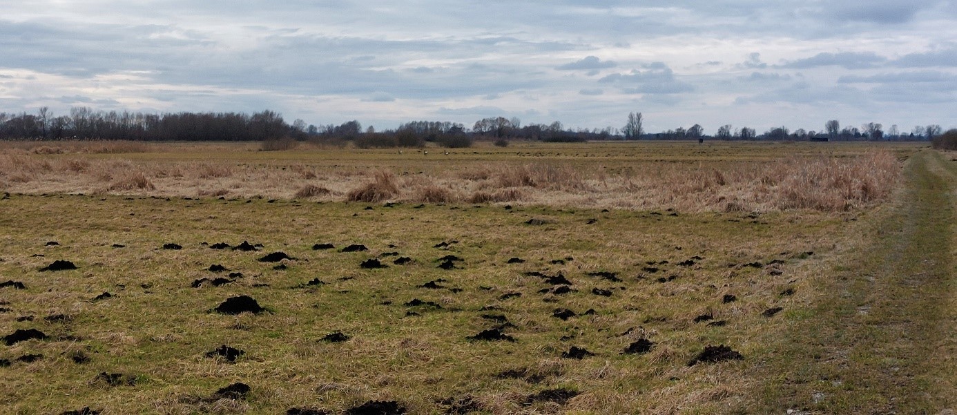 Graugänse auf Feld