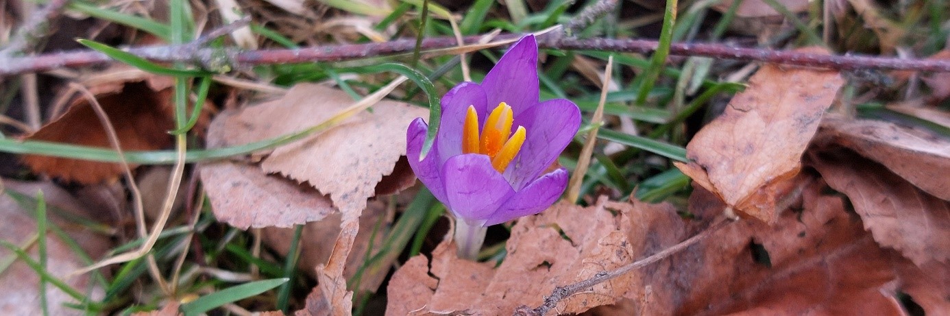 Krokus im Laub