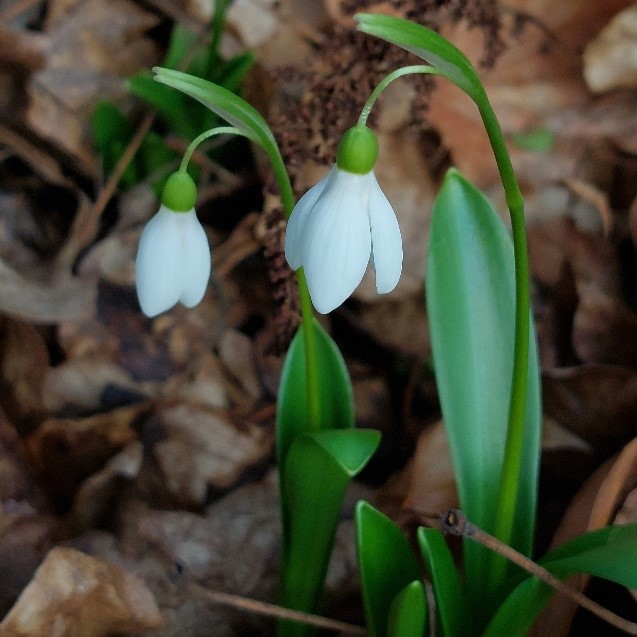 Schneeglöckchen