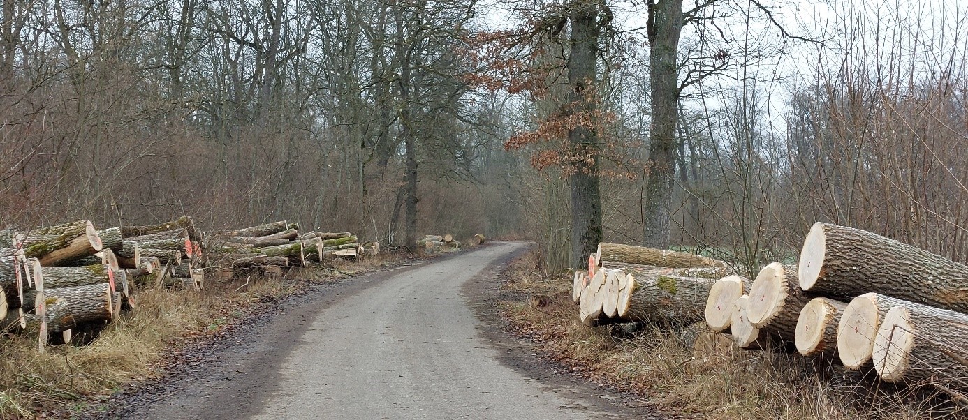 abgesägte Baumstämme am Weg