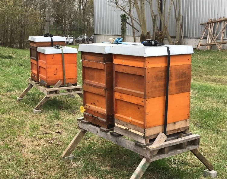 Bienenkästen