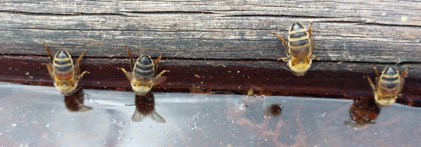 Bienen am Trinken