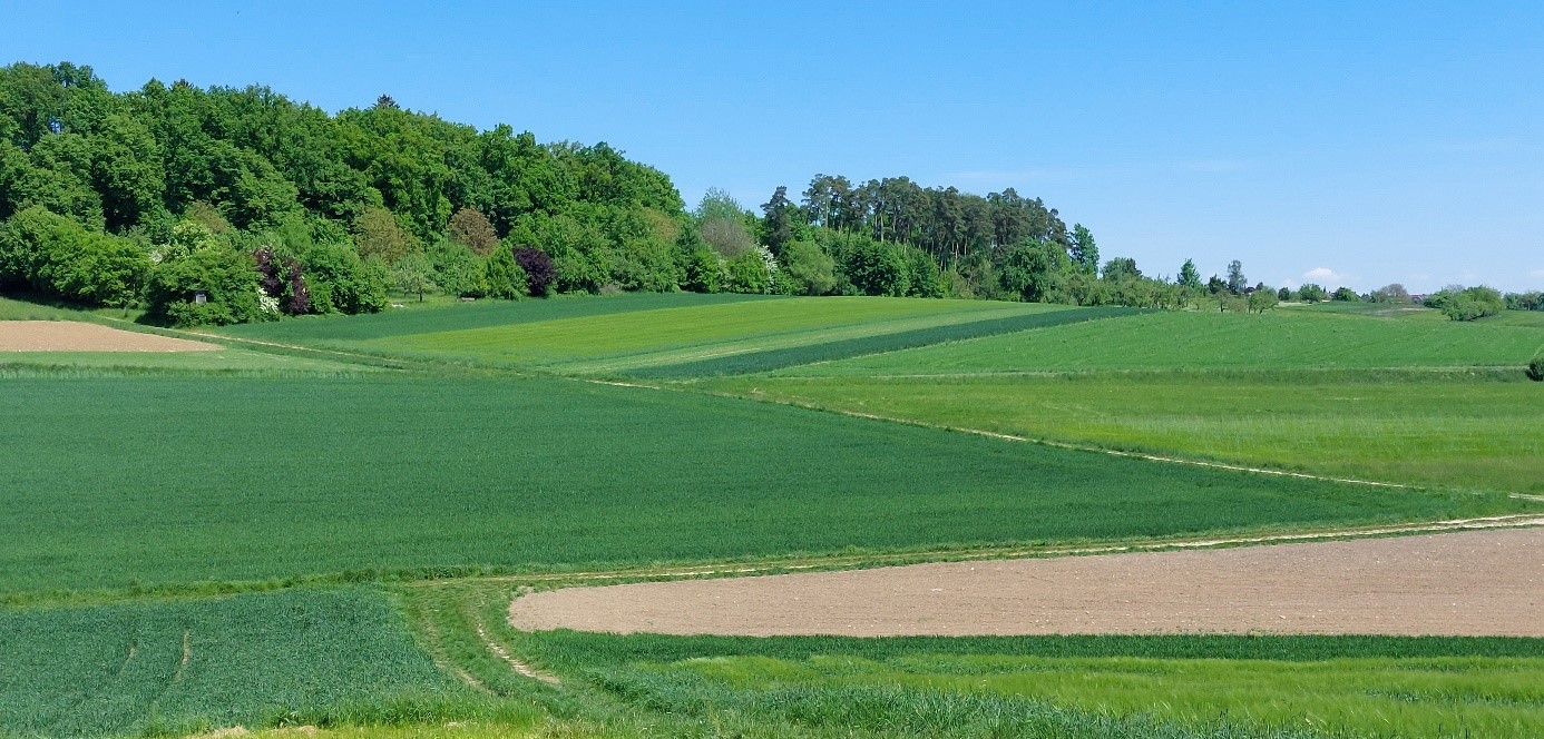 Felder und blauer Himmel mit Wald