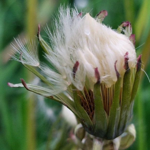 Pusteblume öffnet sich