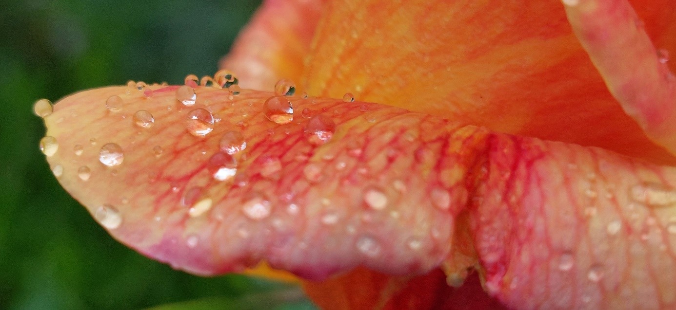 Rose mit Tau