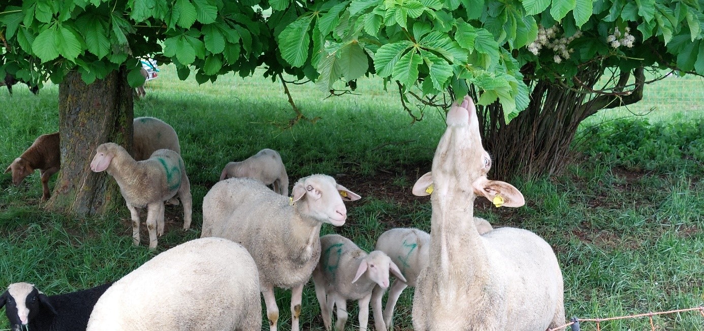Schaf knabbert an grünen Blättern am Baum