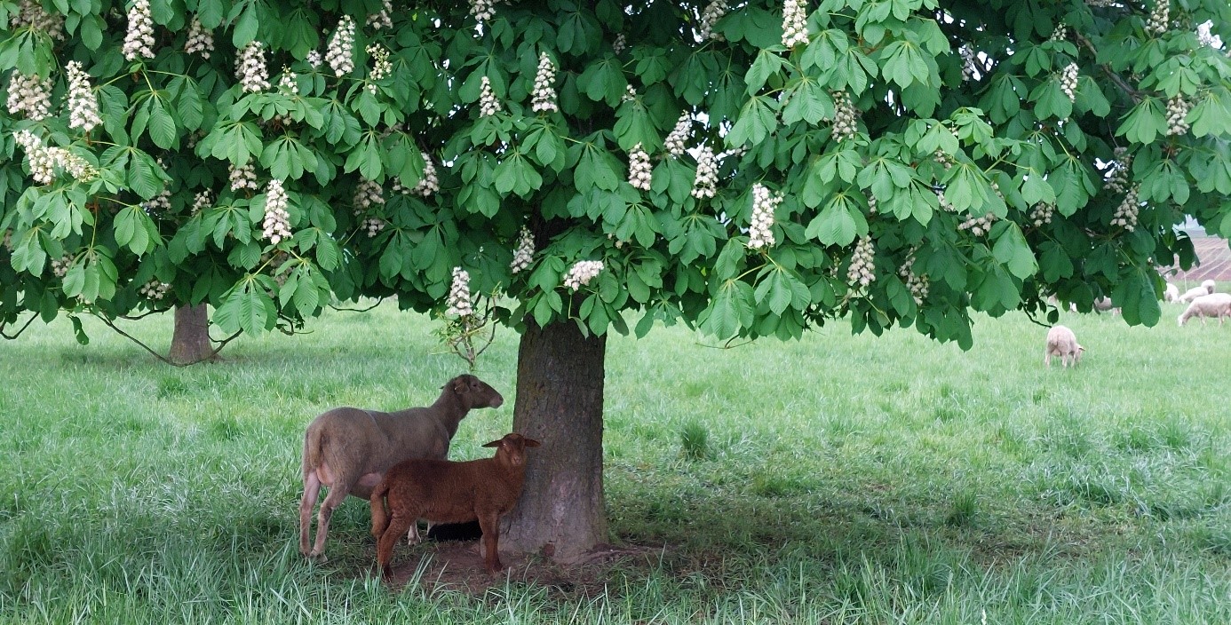 2 braune Schafe unterm Kastanienbaum