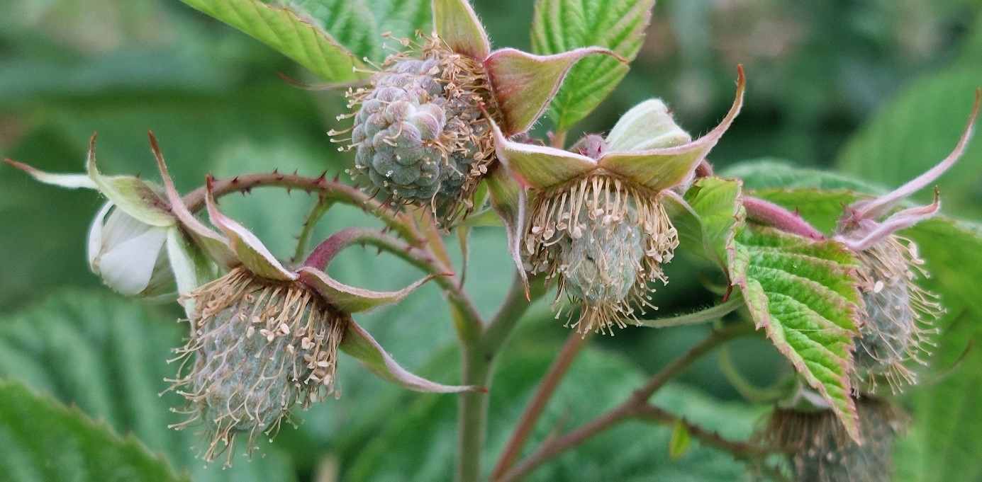 grüne Himbeeren mit Staubgefäßen