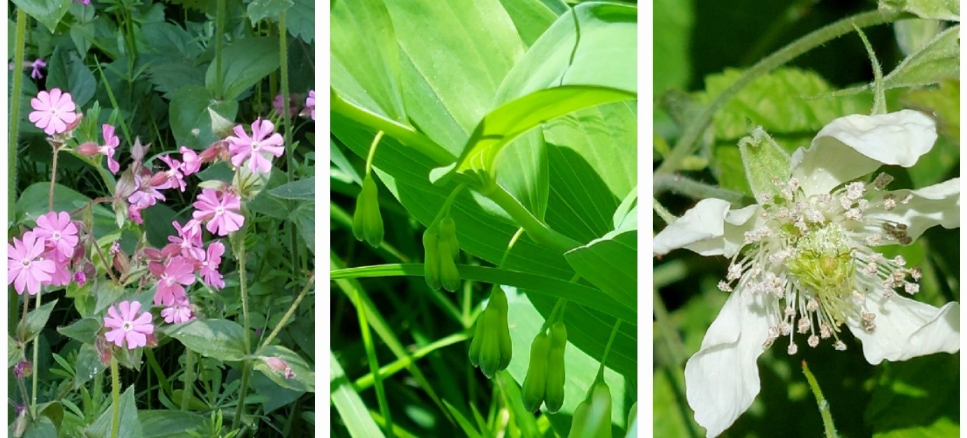verschiedene Blüten