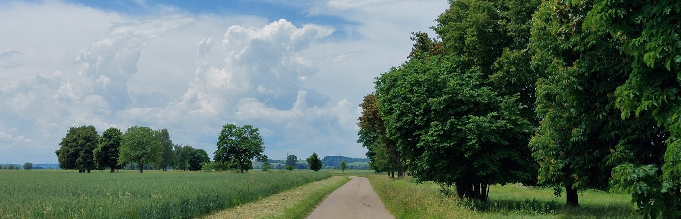 Weg mit Bäumen und Feldern