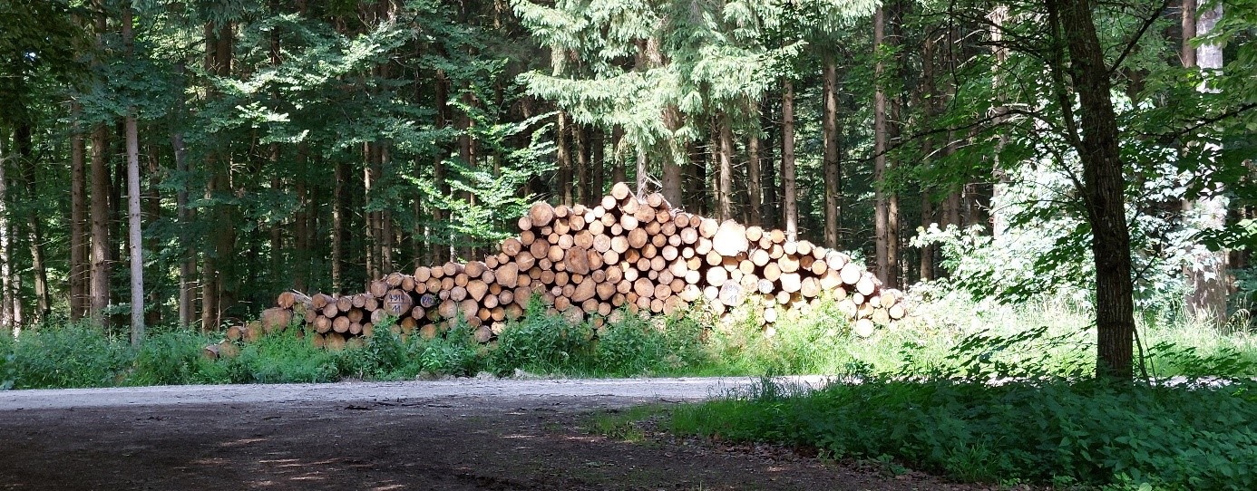 gefälle Baumstämme im Wald