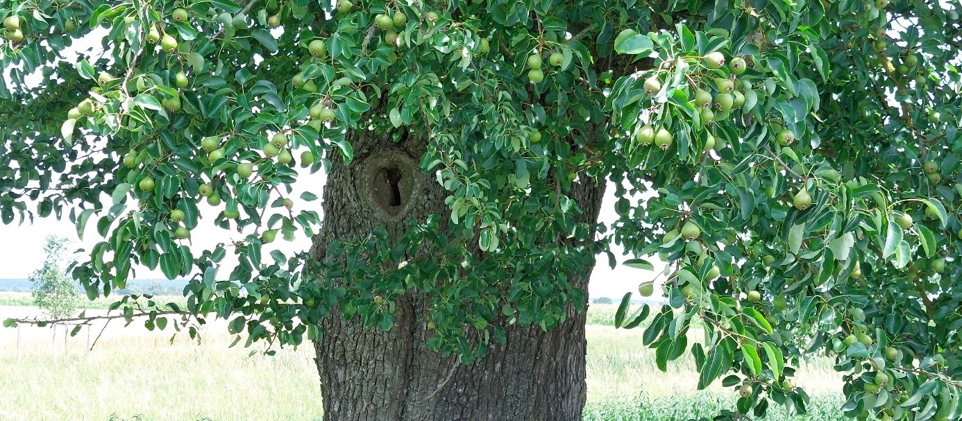Birnbaum mit Schlüsselloch