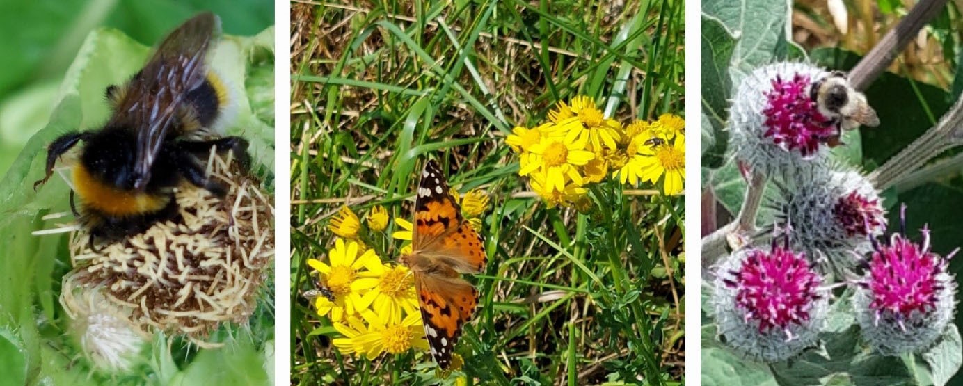 Collage Hummeln und Schmetterling
