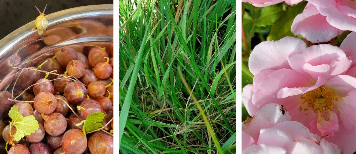 Collage mit Schnecke, Grashüpfer und Ameise
