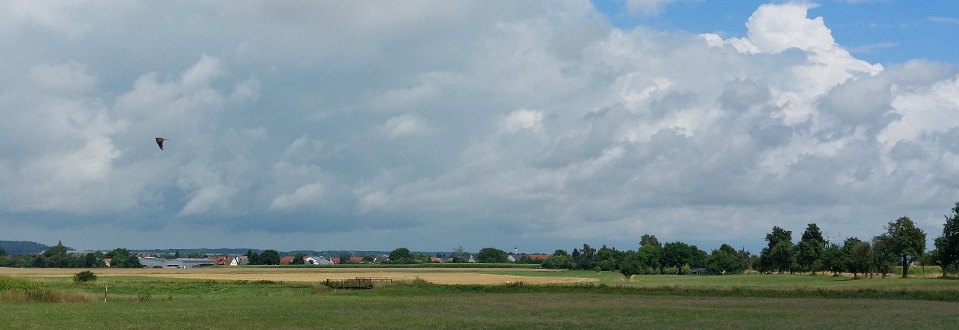 Falke am Himmel