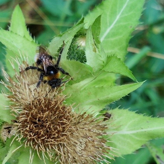 Hummel auf Distel