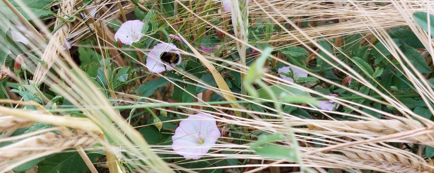 Hummel in Ackerwinde